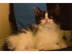 Olivia Domestic Mediumhair Kitten Female
