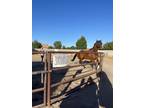 12 year old registered appendix gelding for sale or lease