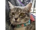Adopt Apple Pie - rare color! a Gray or Blue (Mostly) Domestic Shorthair / Mixed