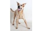Adopt Bongo a White - with Red, Golden, Orange or Chestnut Australian Cattle Dog