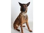 Adopt Trudy a Red/Golden/Orange/Chestnut - with Black Belgian Malinois /