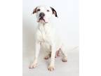Adopt Bandit a White - with Brown or Chocolate Pit Bull Terrier / Mixed dog in