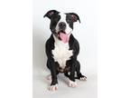 Adopt Cardi a Black - with White Pit Bull Terrier / Mixed dog in Redding