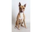 Adopt Maxwell a Tan/Yellow/Fawn - with White Pit Bull Terrier / Mixed dog in