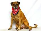 Adopt BUDDY a Brindle Rhodesian Ridgeback / Mixed dog in Sanford, FL (31915279)