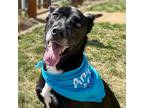 Adopt Murphy a Black Labrador Retriever / Border Collie / Mixed dog in Wichita