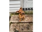 Adopt Pecan a Red/Golden/Orange/Chestnut American Staffordshire Terrier / Mixed