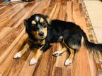 Adopt Jackson a Black - with Tan, Yellow or Fawn Australian Shepherd / Mixed dog