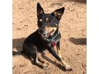 Adopt Paisley a Black - with Tan, Yellow or Fawn Terrier (Unknown Type