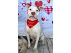 Adopt Spike a White - with Tan, Yellow or Fawn American Staffordshire Terrier /