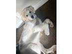 Adopt Shiloh a White - with Tan, Yellow or Fawn Great Pyrenees / Mixed dog in