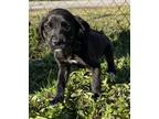 Adopt Ginny a Black - with White Labrador Retriever / Mixed dog in Grand Bay