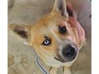 Adopt *HUTCH a Tan/Yellow/Fawn Australian Kelpie / Mixed dog in Austin
