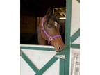 Adopt Chief a Buckskin Quarterhorse / Grade / Mixed horse in Louisville