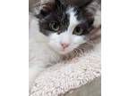 Adopt Toaster a Black & White or Tuxedo Domestic Longhair / Mixed cat in