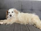 Adopt Einstein a White - with Tan, Yellow or Fawn Corgi / Mixed dog in Santee