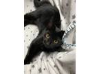 Adopt Raven a Black (Mostly) Domestic Shorthair (short coat) cat in Butner