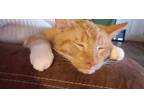 Adopt Milo a Orange or Red Calico / Mixed (medium coat) cat in Cochran