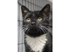 Adopt Ralphie a Domestic Shorthair / Mixed (short coat) cat in Rome