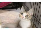 Adopt Nebula a Domestic Shorthair / Mixed (short coat) cat in Rome