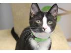 Adopt Drax a Domestic Shorthair / Mixed (short coat) cat in Rome, GA (33556132)