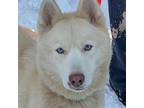 Adopt Fawn a Siberian Husky / Mixed dog in Carol Stream, IL (33556124)