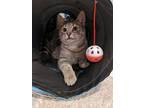 Adopt Brock a Gray, Blue or Silver Tabby Domestic Shorthair (short coat) cat in