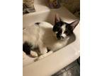 Adopt Boo boo a White (Mostly) American Shorthair / Mixed (short coat) cat in