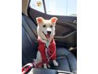 Adopt Hyoji a White Jindo / Mixed dog in Vancouver, BC (33554488)