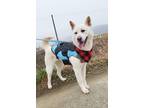 Adopt Boyoung a White Jindo / Mixed dog in Vancouver, BC (33554459)