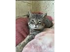 Adopt Tiny a Gray, Blue or Silver Tabby Domestic Shorthair (short coat) cat in