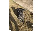 Adopt Gus a Black - with White Australian Cattle Dog / Mixed dog in Glencoe