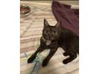 Adopt Olive a Black (Mostly) Domestic Shorthair (short coat) cat in