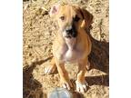 Adopt Pyrite a Tan/Yellow/Fawn - with White Doberman Pinscher / Mixed dog in