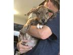 Adopt Comet a Brindle - with White Black Mouth Cur / Husky / Mixed dog in