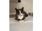 Adopt Bugs a Gray or Blue Domestic Shorthair (short coat) cat in Lloydminster