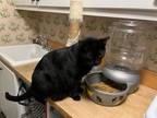 Adopt Sony a All Black Siamese / Mixed (short coat) cat in Milton, GA (33553967)