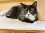 Adopt Melsa a All Black Domestic Shorthair / Domestic Shorthair / Mixed cat in