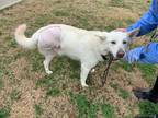 Adopt Chowder a White German Shepherd Dog / Husky / Mixed dog in Hershey