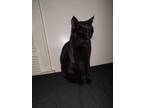 Adopt Luna a All Black American Shorthair / Mixed (short coat) cat in Akron