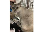 Adopt Princess a Cream or Ivory (Mostly) Siamese / Mixed (short coat) cat in