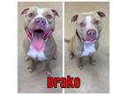 Adopt DRAKO a Staffordshire Bull Terrier