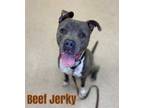 Adopt BEEF JERKEY a Staffordshire Bull Terrier, Mixed Breed
