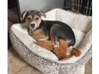 Adopt Edward a Beagle, Terrier