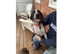 Adopt Daisy a German Shorthaired Pointer