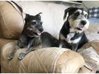 Adopt CHASE AND CHARLOTTE - BONDED BEAUTIES a Basset Hound, Schnauzer