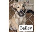 Adopt Bailey a Black Mouth Cur, Shepherd