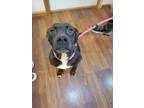 Adopt Cleo a Pit Bull Terrier