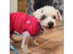 Adopt Walter a Poodle
