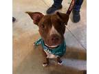 Adopt Chansey a American Staffordshire Terrier